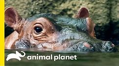 How Does A Hippo Torpedo Through The Water?! | How Do Animals Do That?