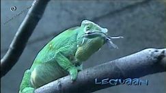 hungry chameleon - kameleon