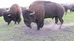 Bison Bull in Mating Season