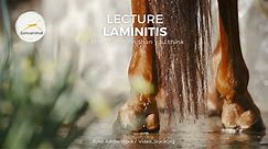 LAMINITIS: MORE COMMON THAN YOU THINK