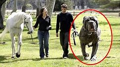5 World's Largest Dogs That Actually Exist