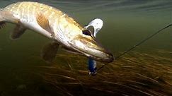 Pike fishing with lures: soft-bait & Lip Scull + dead bait. Рыбалка: щука на силикон и мертвую рыбу.