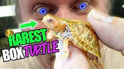 RAREST ALBINO TURTLE I HAVE EVER OWNED AT MY REPTILE ZOO!! | BRIAN BARCZYK