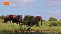 Gentle Giants The World of Elephants documentary | documentaries at WildWorld - video Dailymotion