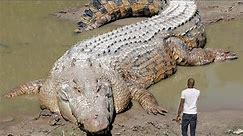 Top 10 Biggest Crocodile In The World