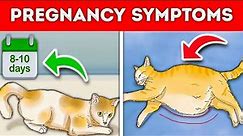 How To Tell If Your “CAT is PREGNANT” 7 Signs To Watch Out! [NEW]