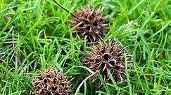 Which Trees Produce Spiked Round Seed Pods? Here's How to Identify Them