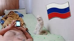 Cat Stands for Russian National Anthem
