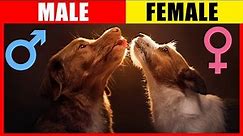 Surprising Differences: Male VS Female Dogs