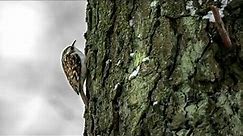 Eurasian treecreeper (Certhia familiaris) | Bird Sounds 🎤🦆
