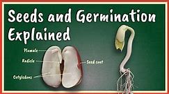 Seeds and Germination Explained