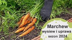 Marchew. Jak wysiewać i potem uprawiać marchew, żeby mieć obfite plony? Sezon 2024