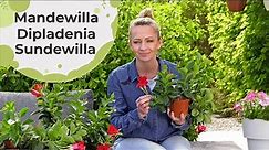Mandewilla, Dipladenia, Sundewilla - piękne kwiaty na balkon. Jak je uprawiać przez cały rok?