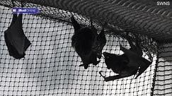 Incredible moment ultra-rare bat gives birth upside in British zoo
