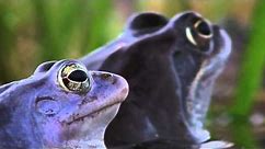 Żaba Moczarowa / The Moor Frog - Rana Arvalis
