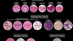Introduction to Histology