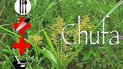 Chufa Flatsedge: Edible, Medicinal & Other Uses