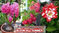 43 Perennial Flowers that Bloom All Summer || Flowering Plants