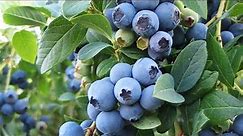 Blueberry Bushes (Vaccinium caesariense)