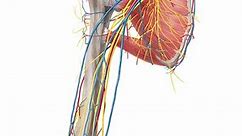 Major arteries, veins and nerves of the body