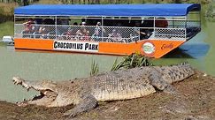 Giant Saltwater Crocodiles in Australia!
