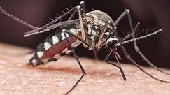 Can mosquitoes carry COVID-19 and infect another person?