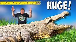 I Found The Worlds Biggest Nile Crocodile!!!