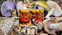 Reizker auf Burger? | Pilze im Oktober | 09.10.2022 | Lachsreizker, Grüner Knollenblätterpilz & mehr