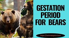 How Long Are Bears Pregnant? (Gestation Guide Delayed Implantation) - AnimalsPick