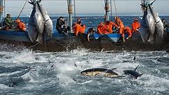 Havest Giant Bluefin tuna, Tuna Fishing Nets - Catch Hundred Tons Tuna Fish On Modern Boats