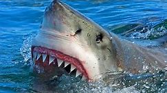 shark⚠️ attack ATaki rekinów Egipt,rekiny pogryzienia temat wakacje 2022