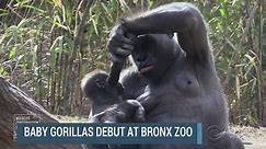 Baby gorillas debut at Bronx Zoo