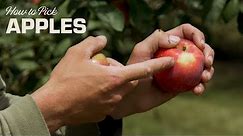 How to Pick Apples... the right way!