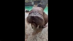 Walruses hum, roar and 'sing' on command during dinner time at local zoo