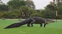 Massive Alligator Spotted at Florida Golf Club