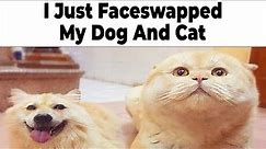 Dog And Cat Memes