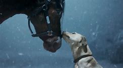 Budweiser Brings Clydesdales Back to Super Bowl