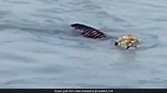 Royal Bengal Tiger Swims 120 Km Across River Brahmaputra