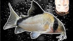 Tropical Fish - Metae Corydoras Bandit Cory - New in the Fish Room
