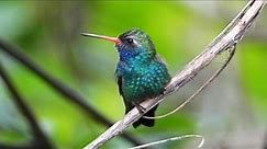 Birds of Mexico: Hummingbirds