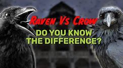 Raven Vs Crow: Do You Know The Difference?