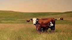 Improving beef industry sustainability with incentives and innovation