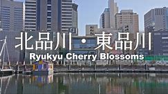 8K HDR【品川】Ryukyu cherry Blossoms (Kanhizakura) at Ebara Shrine in Shinagawa