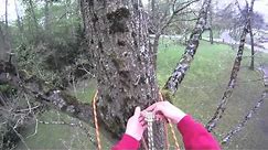 Basic climbing techniques: Basic tree ascent