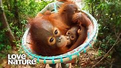Baby Primates Love Their Caretakers | Baby Orangutans Compilation | Love Nature