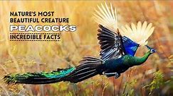 Peacocks: Nature's Most Beautiful Creature | Some Incredible Facts | Peafowl | Peahens
