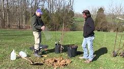How-To Plant an Apple Tree (Everything you need to know!)
