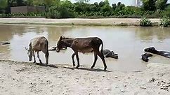 Donkey mating