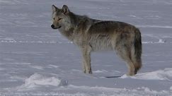 Against hunting wolves? Keep one in your yard, Minnesota senator suggests