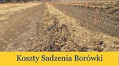 Sadzenie Borówki, Jak Sadzić Borówkę, Koszt Posadzenia 1ha, Ściółkowanie Słomom #BorówkaPolska